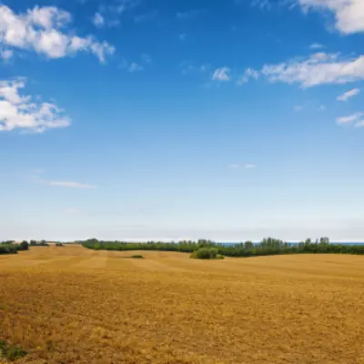 Campo
